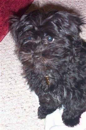 Close Up - ลูกสุนัข Hava-Apso สีดำตัวหนึ่งกำลังนั่งบนผ้าขนหนูบนพรมสีน้ำตาลบนพรมแดง