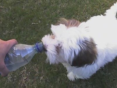 ลูกสุนัข Hava-Apso สีขาวสีน้ำตาลกำลังดื่มน้ำจากขวดพลาสติกที่คนเทให้มัน