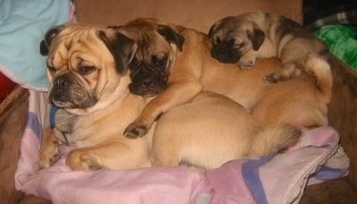 Trys ąsočiai sukrauti vienas ant kito ant fotelio. Pirmieji du yra suaugę, o šuo viršuje yra šuniukas, kuris guli ant vidurinių šunų nugaros.