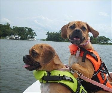 Due cani Puggle rossi e bianchi sono seduti sul retro di una barca. Uno guarda avanti e uno guarda a sinistra. Hanno su due giubbotti di salvataggio luminosi colorati differenti, arancio e giallo. Entrambi stanno ansimando.
