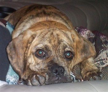 Iš arti - ant šuns lovos ir ant antklodžių guli brindle Puggle šuniukas. Šuniukas turi dideles apvalias akis.