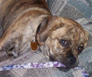 Close up - Um filhote de cachorro Puggle tigrado está deitado no braço de um sofá e tem uma coleira com flores roxas e brancas na boca.