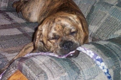 Tutup - Anak anjing Puggle yang sedang tidur sedang tidur di lengan sofa dan ia mempunyai tali ungu dan putih di mulutnya.