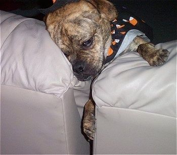 Aizveriet priekšpuses skatu ar galvu un ķepa - brūns brindle Puggle suns gulēja starp diviem krēsliem. Tas valkā konfekšu kukurūzas apmetni.