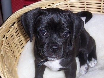 Primo piano vista frontale - Un cucciolo di Puggle nero con bianco è seduto in un cesto di vimini e guarda in alto con la testa leggermente inclinata a destra.