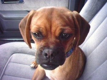 Pukulan kepala dari dekat - Anak anjing Puggle berwarna merah tergeletak di bahagian penumpang kenderaan dan ia melihat ke hadapan.