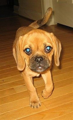 Vaizdas iš priekio - raudonas „Puggle“ šuniukas ilgomis ausimis vaikšto kietmedžio paviršiumi ir laukia. Jis turi dideles apvalias akis.