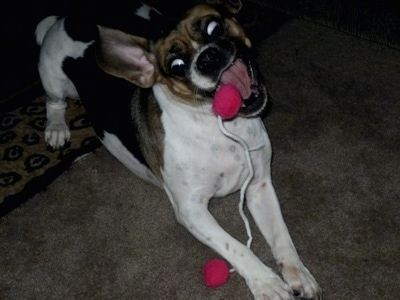 Front shot action action shot - En hvit med solbrun og svart Puggle leker med et leketøy som er på en streng som har to røde baller i hver ende. Hunden