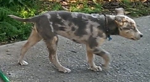 O lado direito de um filhote de cachorro australiano siberiano que está andando em uma calçada