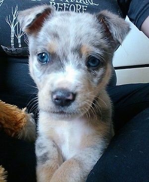 Close-up - Een merle Aussie Siberian puppy ligt in de schoot van een persoon en kijkt er naar uit.