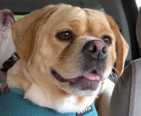 Крупный план - Куджо Ки, кокер-мопс, одетый в бирюзовую обвязку, сидит в машине и смотрит в окно с другой собакой позади нее с открытым ртом и высунутым языком.