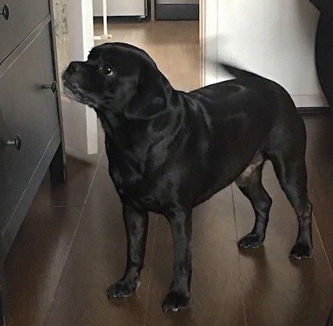 Черная собака среднего размера с короткой шерстью и толстым телом стоит на темном деревянном полу рядом с деревянным комодом.