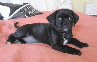 เซบาสเตียนลูกสุนัขค็อกเกอร์ปั๊กสีดำกำลังนอนทับมนุษย์