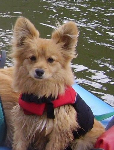 두꺼운 코트와 큰 특전 귀를 가진 작은 황갈색 개가 열린 물 한가운데 보트에 앉아 구명 조끼를 입고 일어 선다.