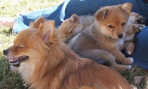Dospelý Pomeranian pes sediaci v tráve s tromi malými šteniatkami za sebou, ktoré ležia na osobe s nohami v džínsoch.