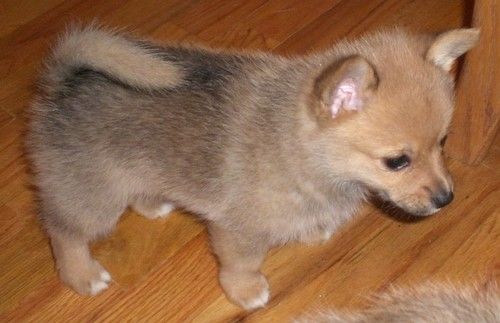 En liten, liten, luftig brunbrun hund med små fordeler i ørene og en hale som krøller seg over ryggen og står på tregulv.