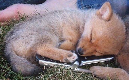 여우처럼 보이는 작은 황갈색 강아지가 플립 폰 위에서 자고 잔디에 웅크 리고 있습니다.