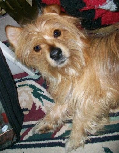 Un petit chien avec un long pelage, un nez noir et des yeux ronds brun foncé allongé sur un tapis coloré.