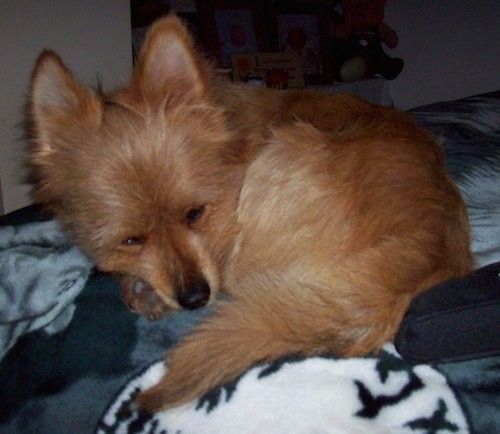 Un gos petit de color marró vermellós amb el nas negre i les orelles alegres arrissades a les mantes dormint.