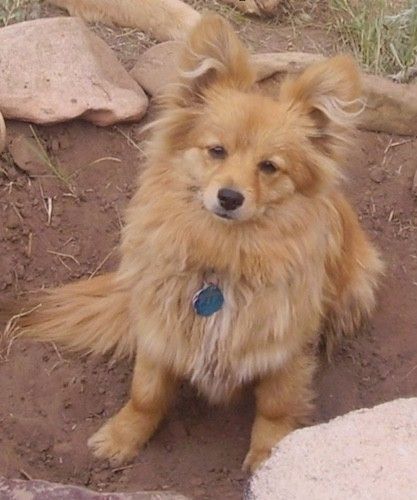 Um cachorro pequeno, fofo, de cabelos compridos, bronzeado, com orelhas em pé e um focinho que parece uma raposa sentada na terra.