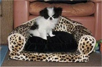 En liten rase, fluffy, hvit med svart japansk hakevalp sitter på toppen av en liten sofaformet cheetah-sofa med en svart pute.