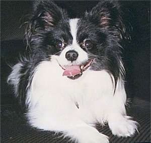 Vista dal davanti - Un cane Papillon bianco e nero è sdraiato su un divano nero e ha la bocca aperta e la lingua fuori.