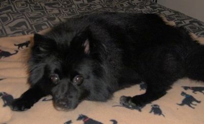 Một con chó Pomeranian / American Eskimo lông đen đang nằm trên một tấm chăn có in hình những con chó trên đó. Chăn và con chó nằm trên giường.