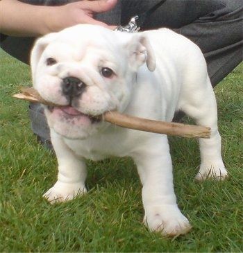 Um filhote de cachorro Bulldog Inglês branco está de pé na grama com uma vara na boca. Há uma pessoa por trás disso.