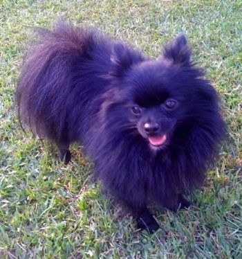 Udsigt fra toppen og nedad på hunden, en sort sort pomeranian står i græs. Dens mund er åben, og tungen er lidt ude. Det ser til venstre.