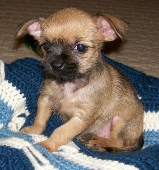 En lille, flot udseende, brunbrun med sort Affenpinscher / Chihuahua blandingshund sidder oven på et blå og hvidt strik tæppe og ser frem.