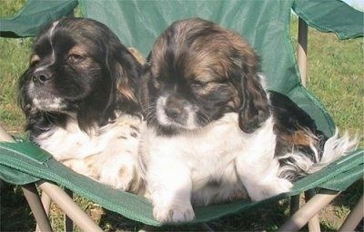Dve majhni, beli s črno-rumenimi kokinejskimi psički sedijo in ležijo zunaj na zelenem travnatem stolu.