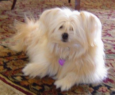 Một con chó giống hỗn hợp nhỏ Shiranian lông dài màu trắng đang nằm trên một tấm thảm phương Đông màu đỏ trước bàn nhìn về phía trước.