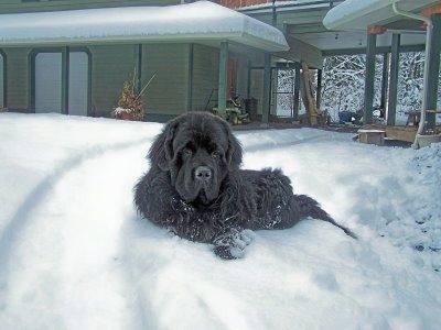 En stor Newfoundland-hund av stor rase ligger ute i et par centimeter snø foran et hus og ser frem.