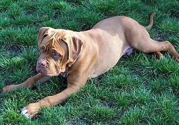 En rynket ansigt, tan Dogue de Bordeaux hund ligger udenfor i græsset og ser til venstre.