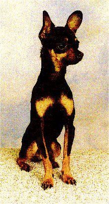 เมื่อมองจากด้านหน้าสุนัขพันธุ์ Prazsky Krysarik พันธุ์เล็กสีดำและสีน้ำตาลกำลังนั่งอยู่บนโต๊ะโดยมองไปทางขวา