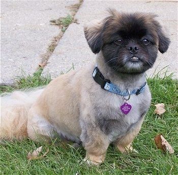 En lille race, brunbrun med sort og hvid Peek-a-poo hund sidder i græsset og ser frem og dens nederste tænder viser sig. Det ligner en Ewok