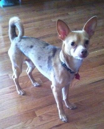 Mala pasmina, krupnih ušica, žutosmeđa s bijelim i sivim mješavinama Chihuahua mješavine stoji na podu od tvrdog drva i gleda prema naprijed i s desne strane tijela.