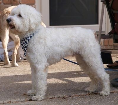 Kiri Profil - Seekor anjing Schnoodle putih berdiri di seberang beranda bata, ia memakai bandana berwarna biru dan putih dan ia terengah-engah. Kotnya kelihatan lembut.