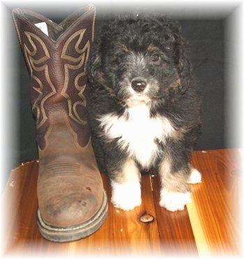 Pandangan depan - But berdiri di sebelah anak anjing Sheltidoodle berwarna hitam dan putih yang duduk di atas lantai kayu keras.