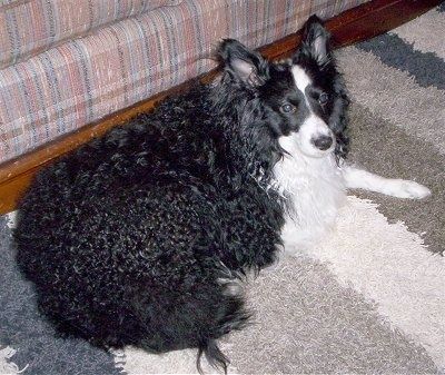 एक मोटी, वसा, घुंघराले लेपित, सफेद शेल्टिडूडल के साथ काला एक कालीन पर बिछा रहा है और यह दाईं ओर दिख रहा है। कुत्ते के चेहरे और पर्क कान पर छोटे बाल होते हैं।