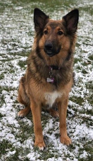 Priekinis rudos, juodos ir baltos spalvos šuns vaizdas su perkūnijomis ausimis, tamsiomis akimis ir ilgu snukiu, sėdinčiu snieguotoje žolėje, laukia