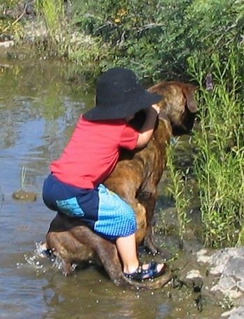 Waylonas Mastweileris vandens telkinyje su vaiku, sėdinčiu ant nugaros