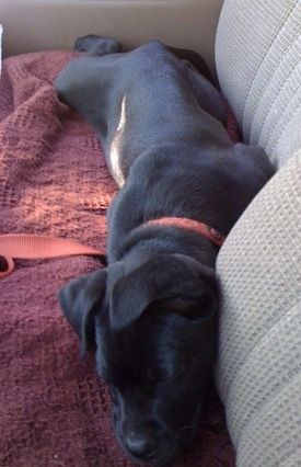 Luna jautis Mastweiler šuniukas miega ant sofos