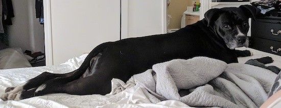 Велики црни са белим псом протегао се преко људског кревета осврћући се у камеру.