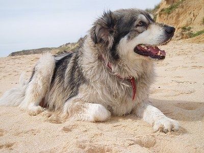 बोंगो द कारपैथियन शेफर्ड कुत्ता अपने मुंह के साथ रेत में लेटा हुआ है और टिब्बा पृष्ठभूमि में हैं