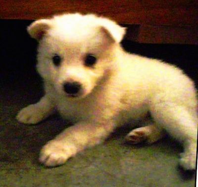 작은 흰색 자이언트 독일 스피츠 강아지가 소파 앞 바닥에 누워 있습니다.