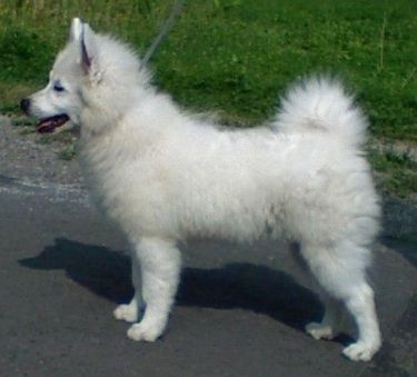 Profilo sinistro - Un soffice cucciolo di Spitz tedesco gigante bianco è in piedi fuori in una strada