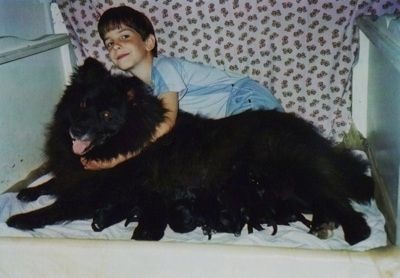 Черен гигантски немски шпиц лежи и кърми кученца. Зад кучето има момче, което го прегръща
