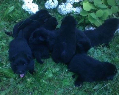Помет черных щенков немецкого гигантского шпица снаружи в траве с белыми цветами позади них.