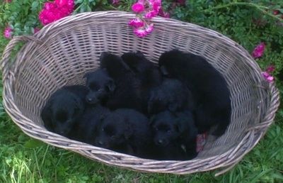 Una cucciolata di cuccioli di Spitz tedesco gigante nero si trova all